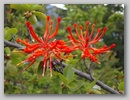 thumbs/PatagonFlowers.png