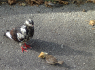 thumbs/pigeon1543.png