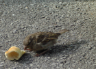 thumbs/sparrow1545.png