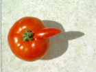 thumbs/tomato0218.png