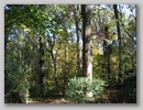 backyard 12nov 2003